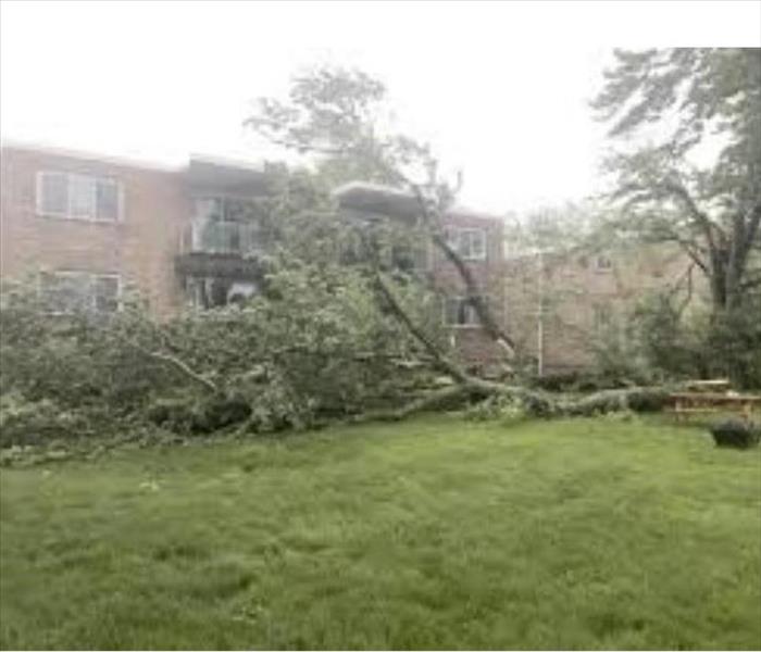 A large tree that fell in a apartment complex courtyard. 